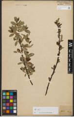 Foto von Salix phylicifolia L.
